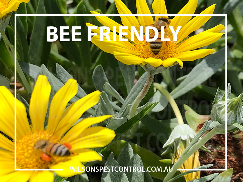 Pest Control Sydney - Bee Friendly