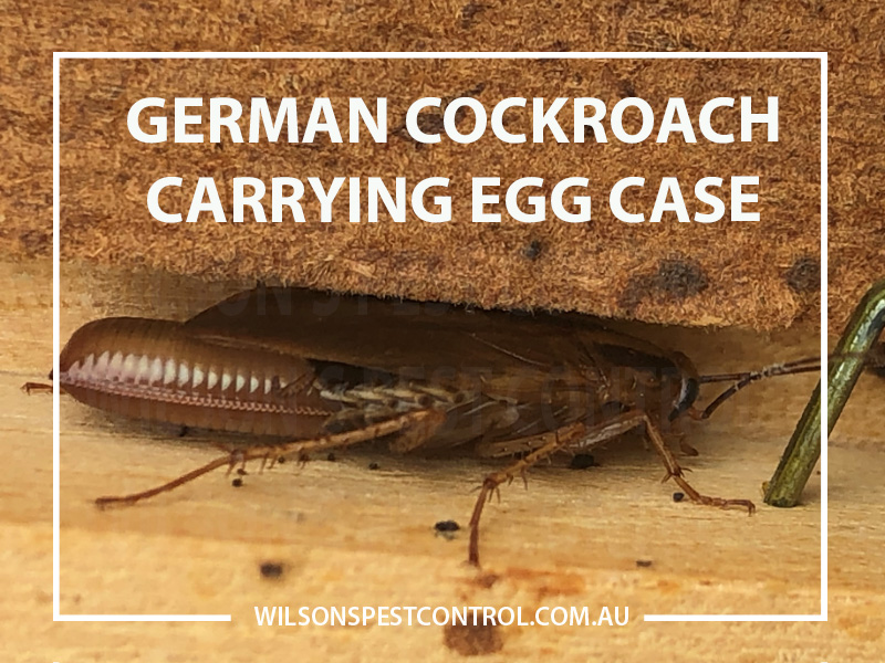 https://www.wilsonspestcontrol.com.au/wp-content/uploads/2019/04/Pest-Control-Blacktown-German-Cockroach-Egg-Case.jpg